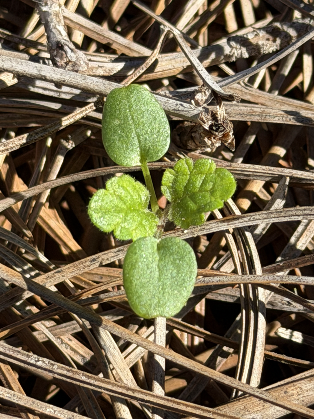 A young seedling with rounded cotyledons and lobed true leaves emerges from dry pine needles.